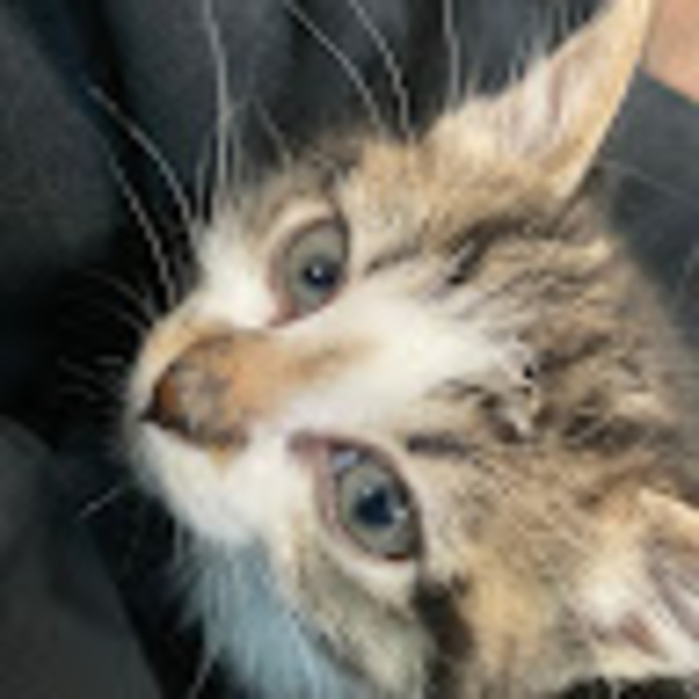 Meet your Posher, Cat